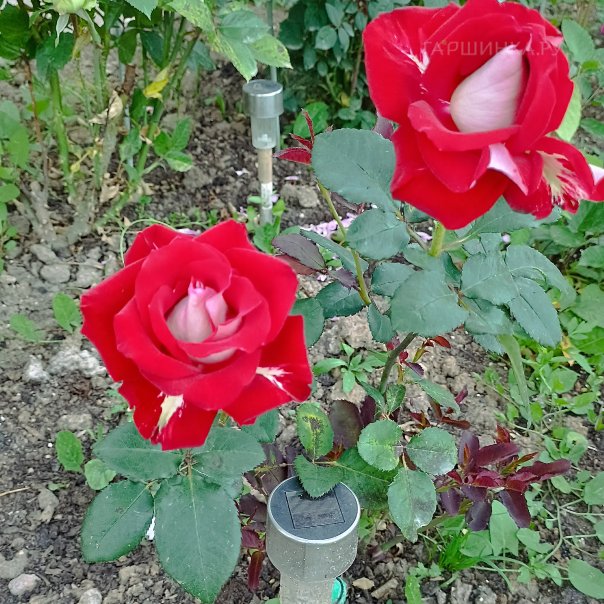 превью изображения отзыва