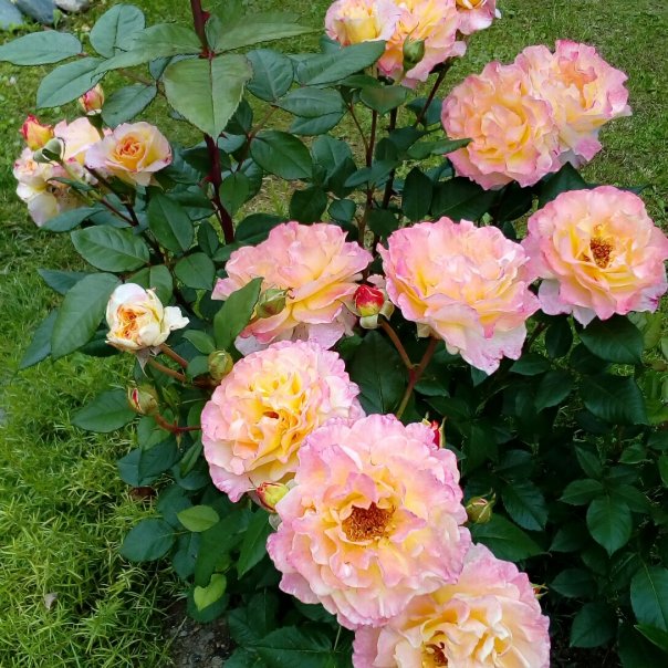 превью изображения отзыва