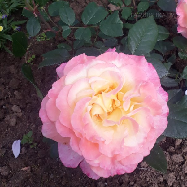 превью изображения отзыва