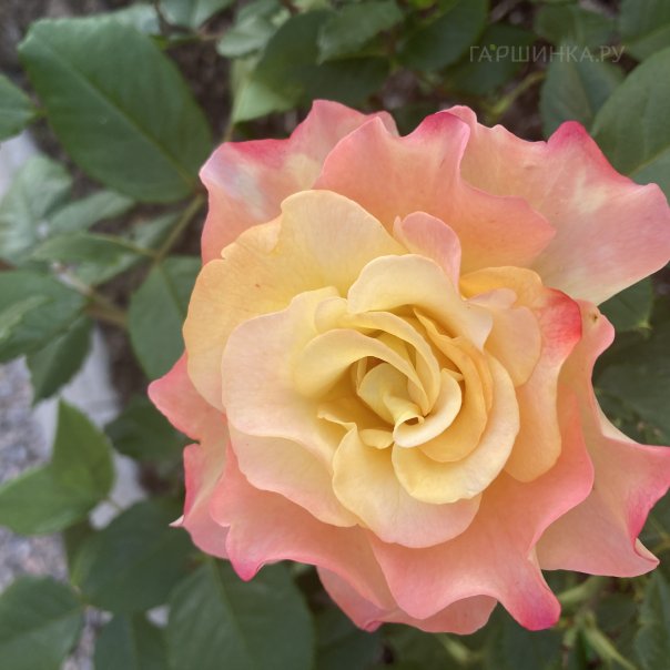 превью изображения отзыва