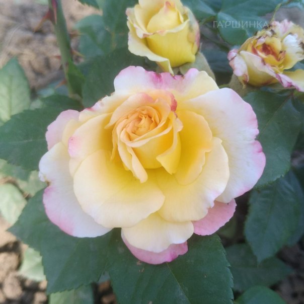 превью изображения отзыва