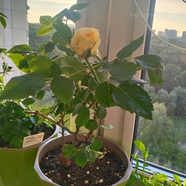 превью изображения отзыва