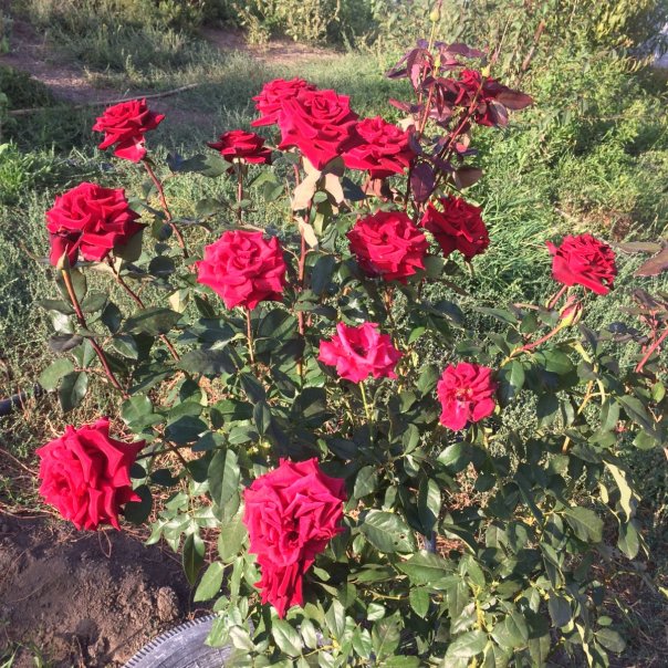 превью изображения отзыва