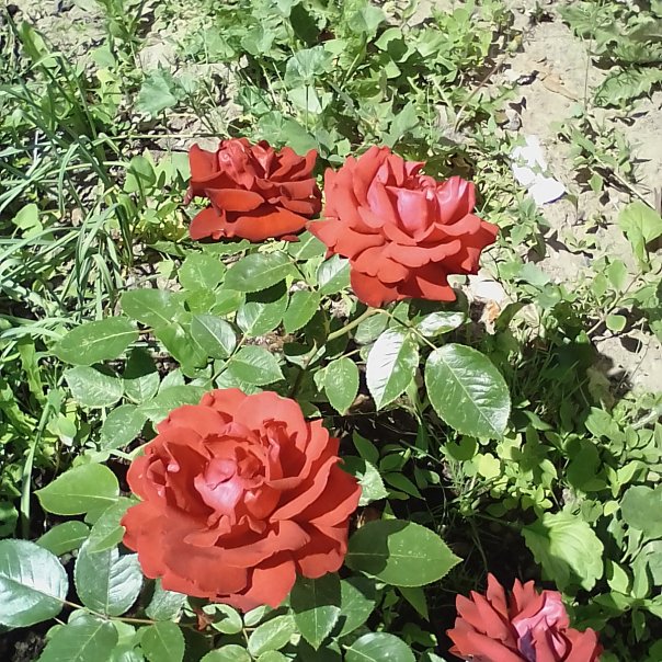 превью изображения отзыва