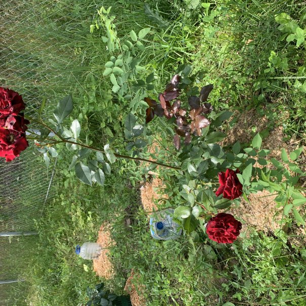 превью изображения отзыва