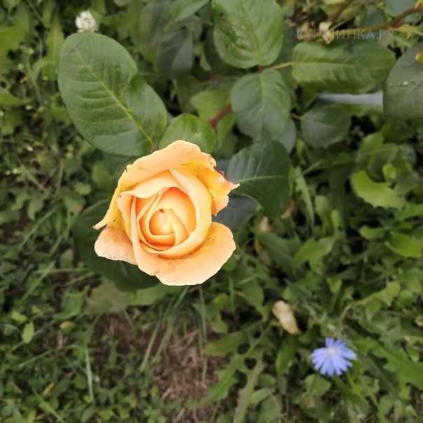 превью изображения отзыва