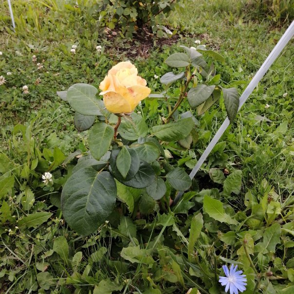 превью изображения отзыва