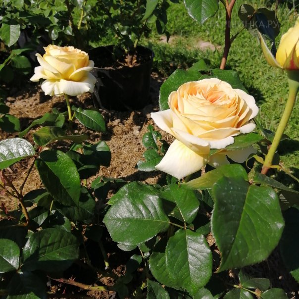 превью изображения отзыва