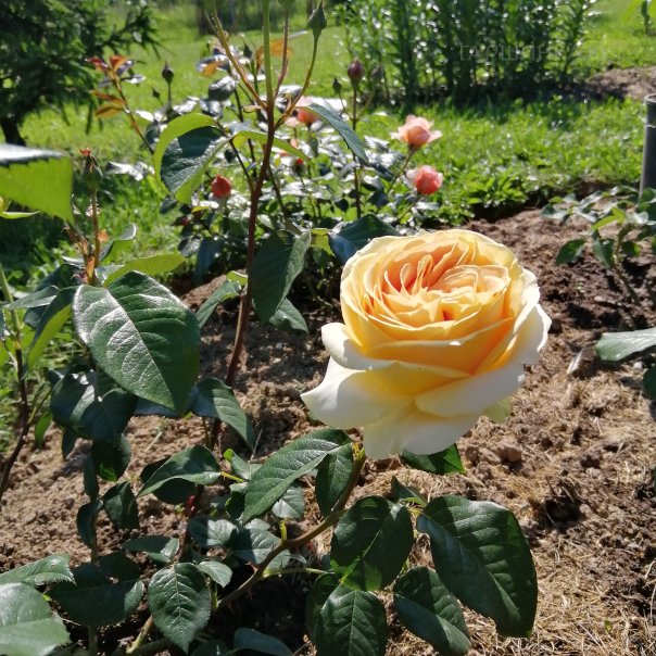 превью изображения отзыва