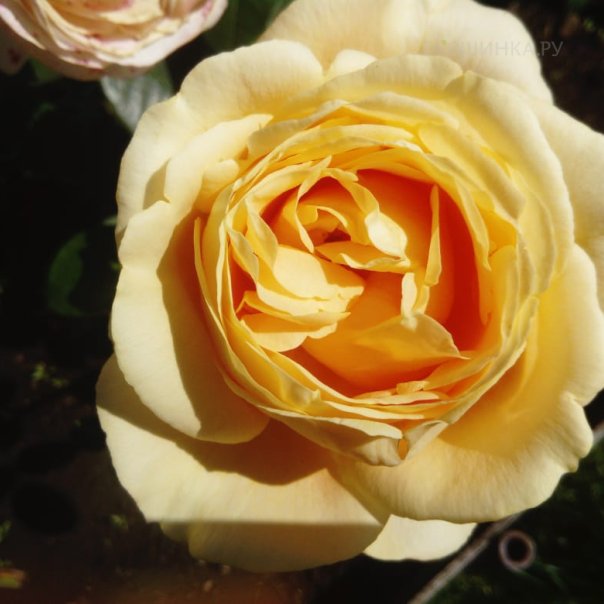 превью изображения отзыва