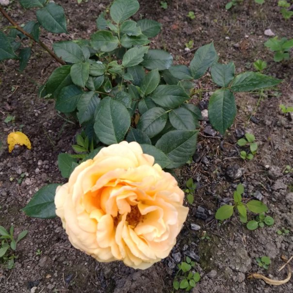 превью изображения отзыва