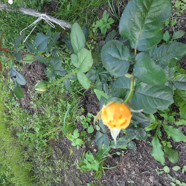 превью изображения отзыва