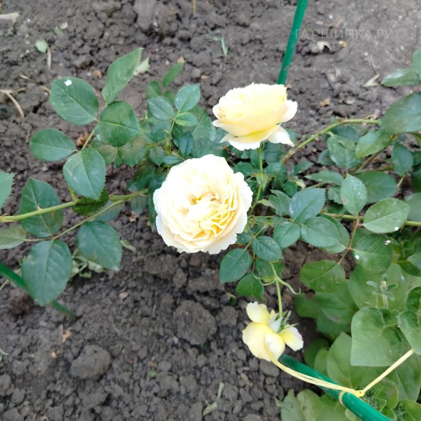 превью изображения отзыва