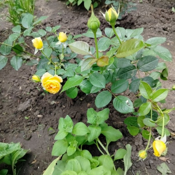 превью изображения отзыва