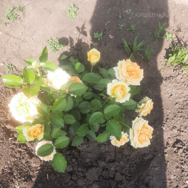 превью изображения отзыва