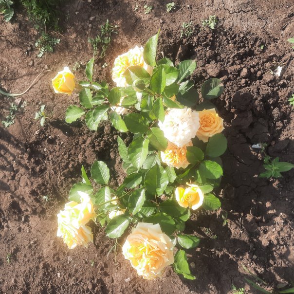 превью изображения отзыва