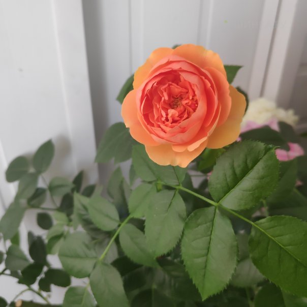 превью изображения отзыва