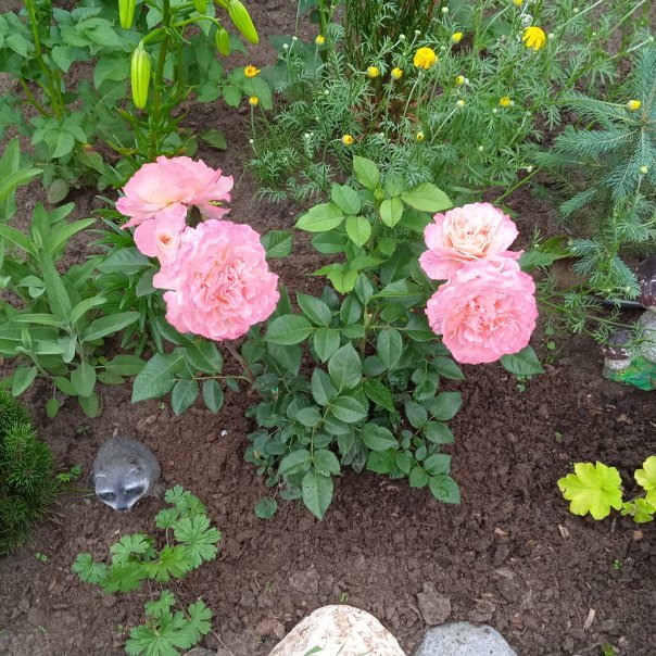 превью изображения отзыва