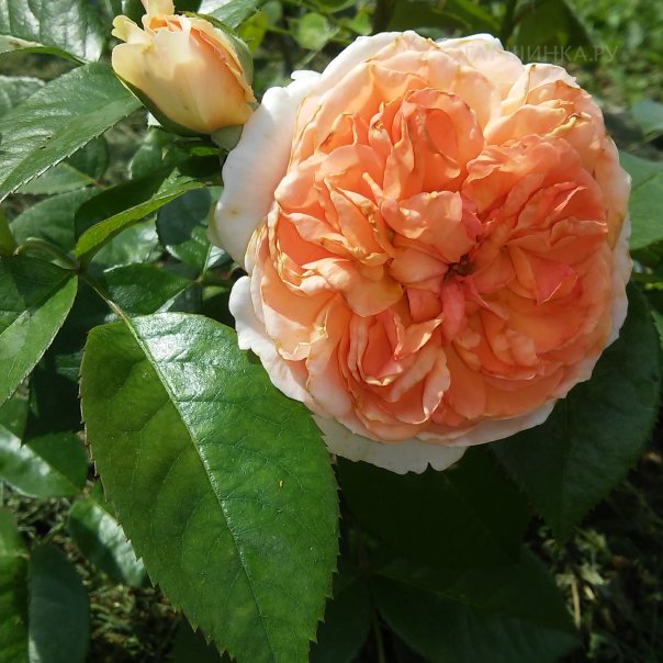 превью изображения отзыва