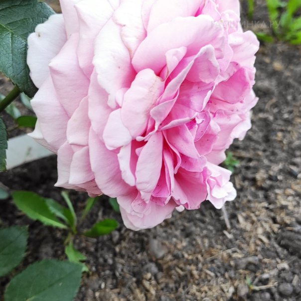 превью изображения отзыва