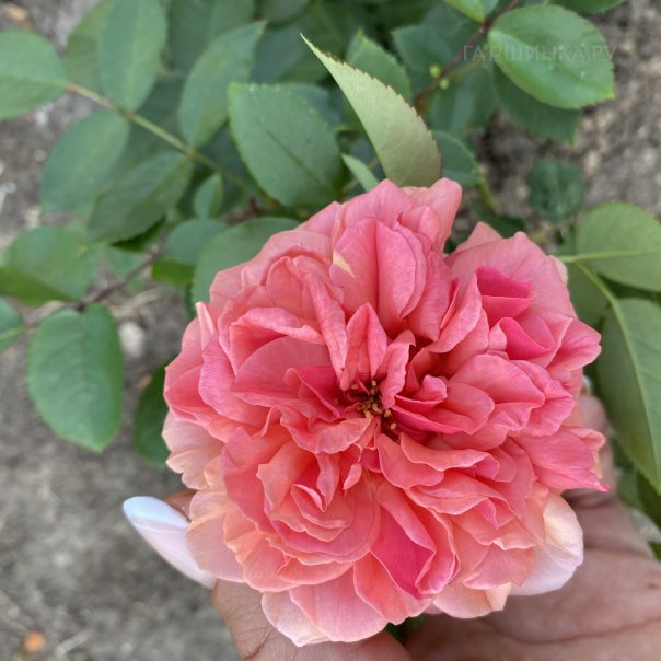 превью изображения отзыва