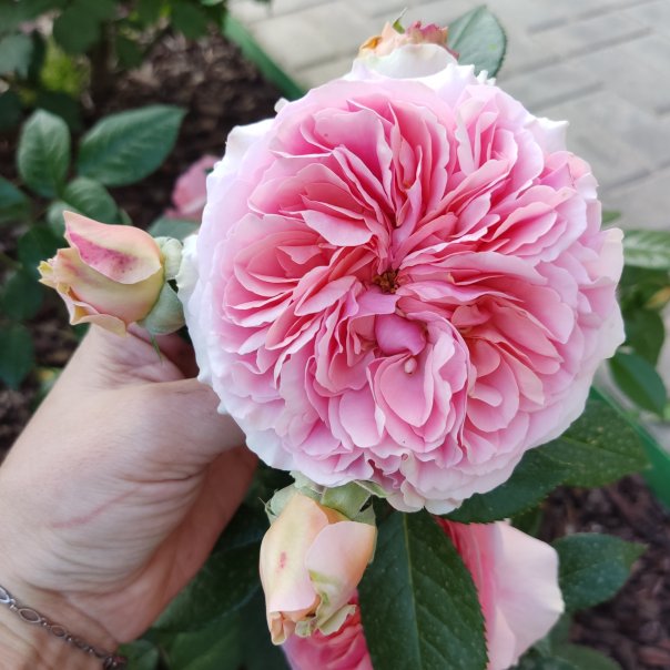 превью изображения отзыва