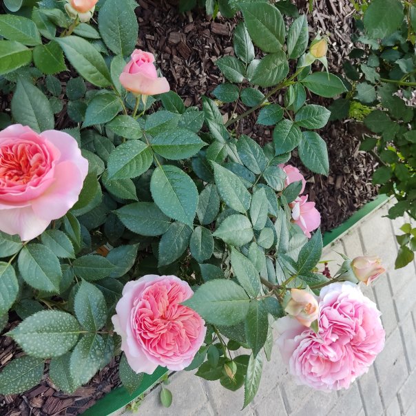 превью изображения отзыва