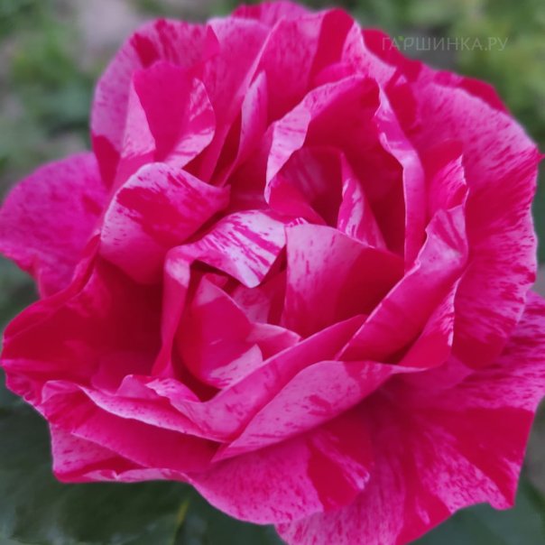 превью изображения отзыва