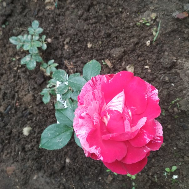 превью изображения отзыва