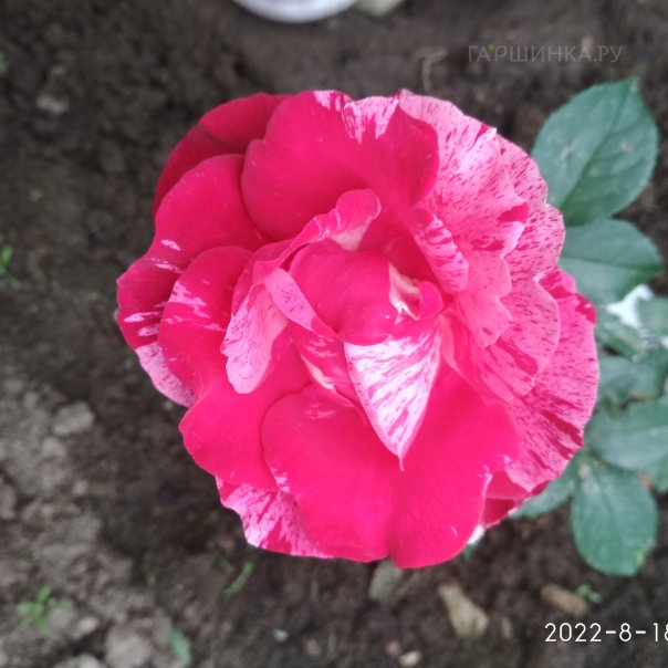 превью изображения отзыва