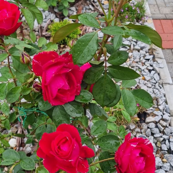 превью изображения отзыва