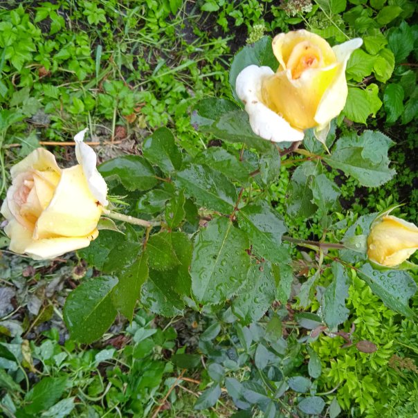 превью изображения отзыва