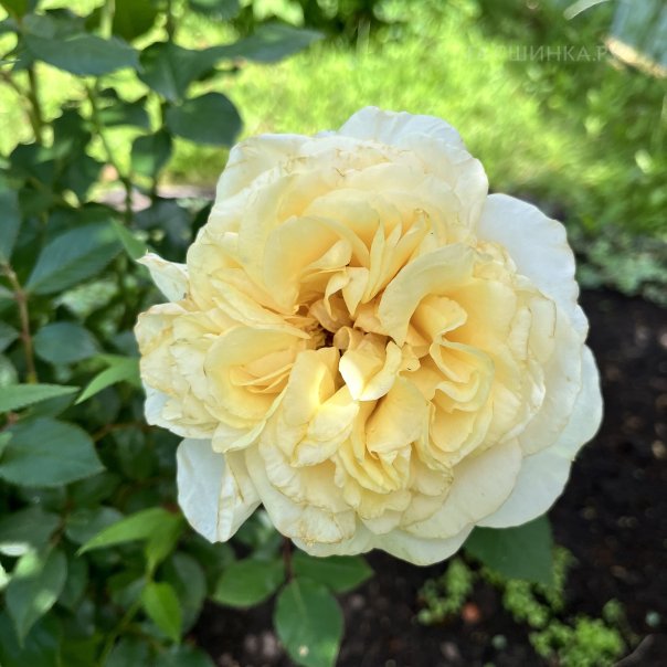 превью изображения отзыва