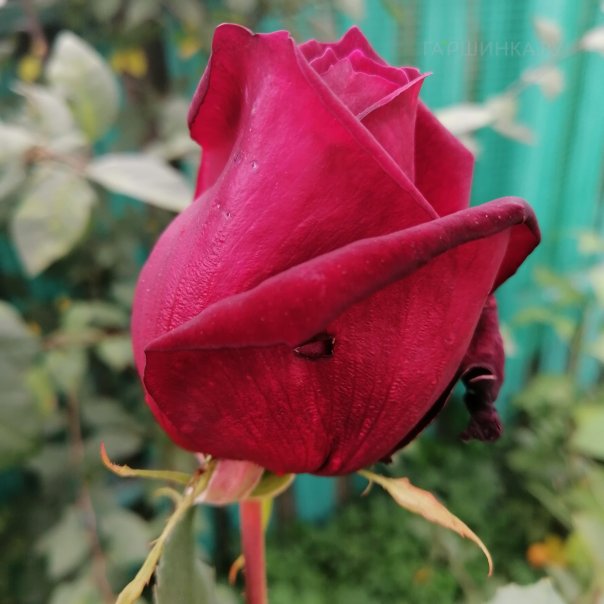 превью изображения отзыва