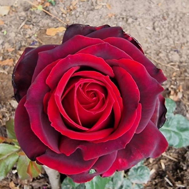 превью изображения отзыва