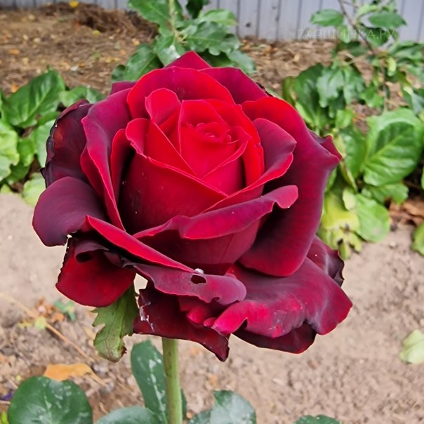 превью изображения отзыва