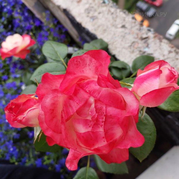 превью изображения отзыва