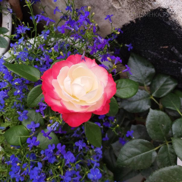 превью изображения отзыва