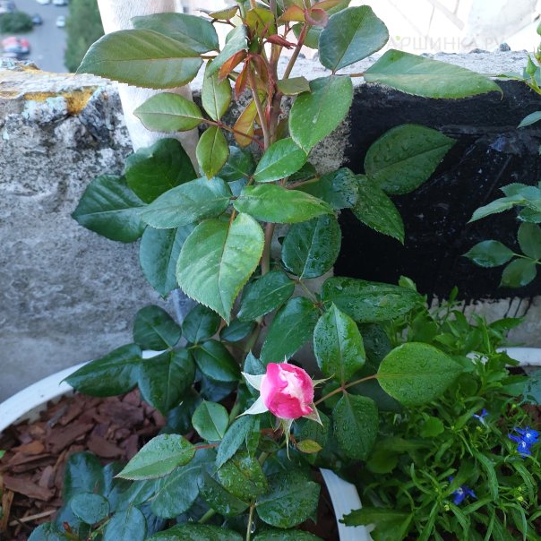 превью изображения отзыва