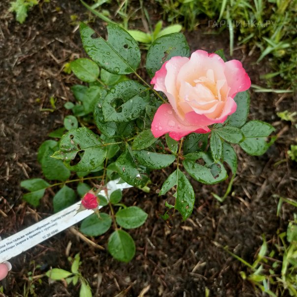 превью изображения отзыва