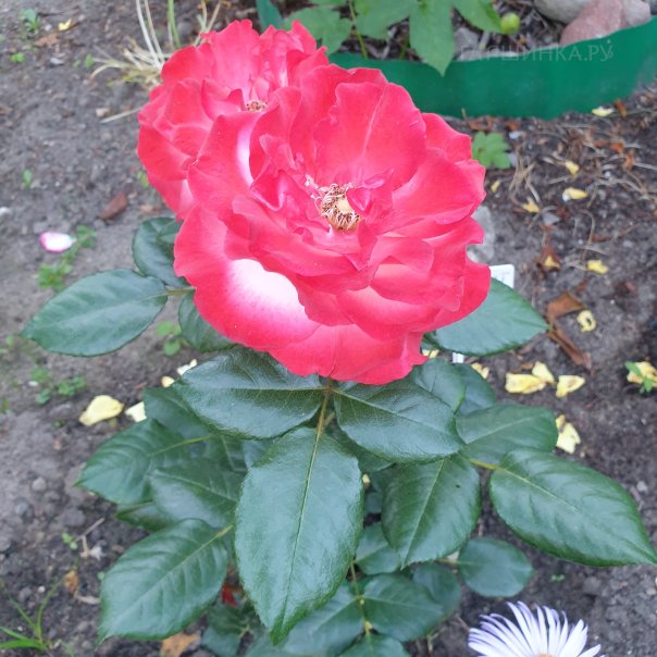 превью изображения отзыва