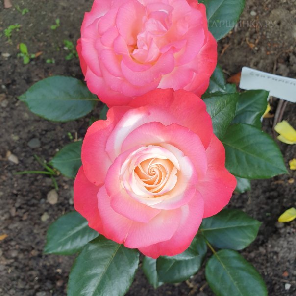 превью изображения отзыва