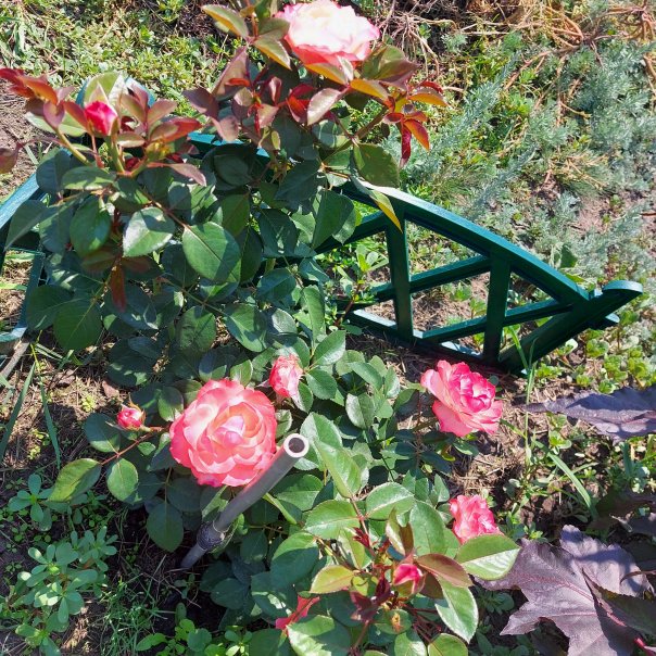 превью изображения отзыва