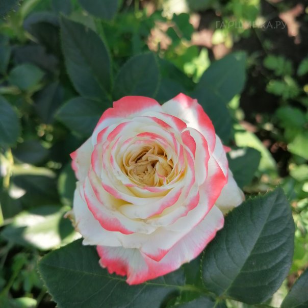 превью изображения отзыва