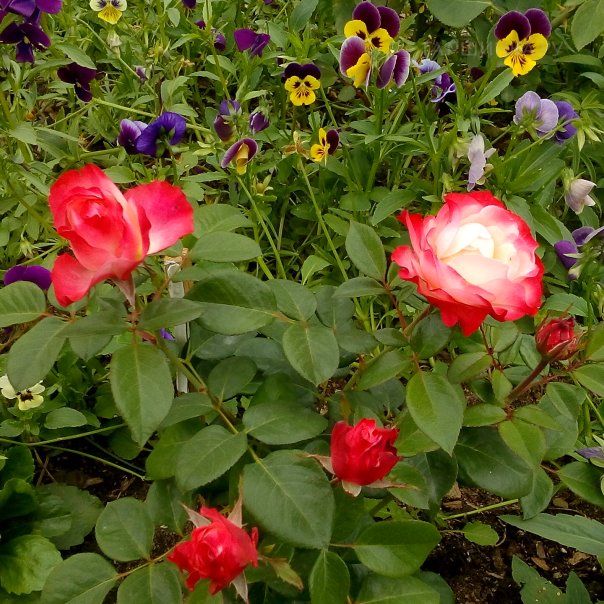 превью изображения отзыва