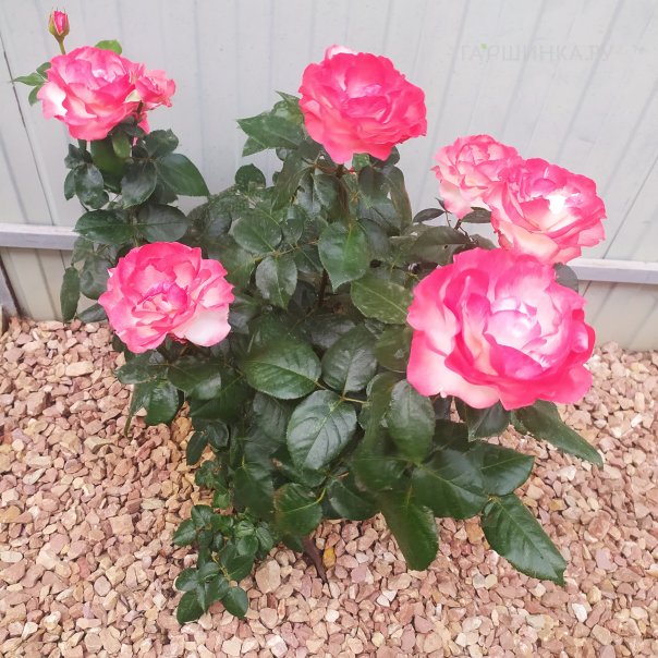 превью изображения отзыва