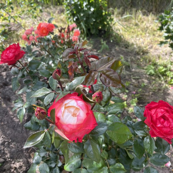 превью изображения отзыва