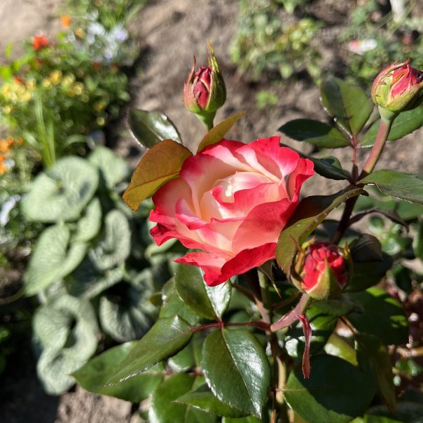 превью изображения отзыва