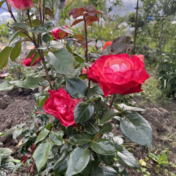 превью изображения отзыва