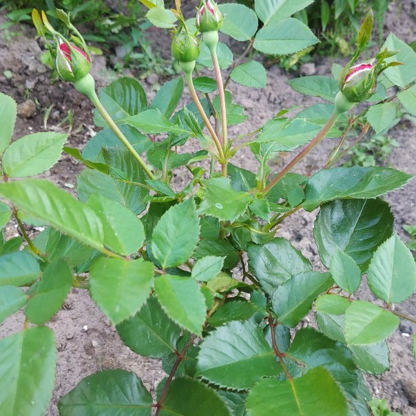 превью изображения отзыва